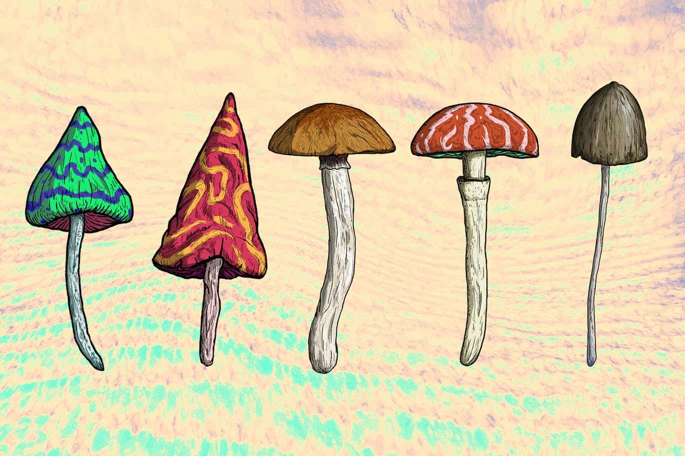 O Que é Psilocybe Cubensis? Quais São Os Efeitos? | Natureza Sana