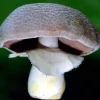 Agaricus Blazei